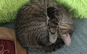Ball O Tabby