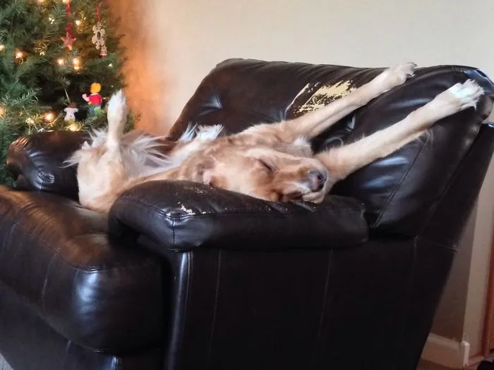My Dogs Being Dogs 2