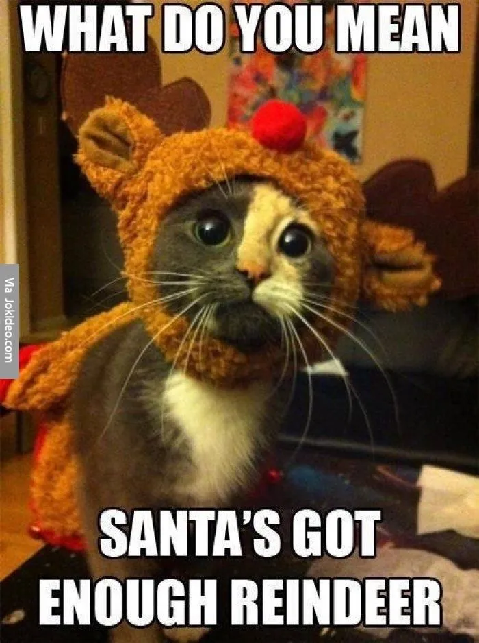 Some Cat Memes I Found... I Hope They Make You Giggle A Little, Or At Least Make You Smile -Enjoy =^•^=