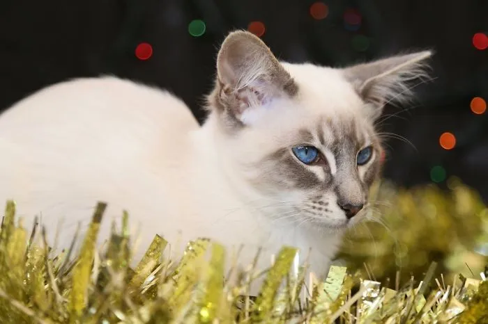 Balinese Cats