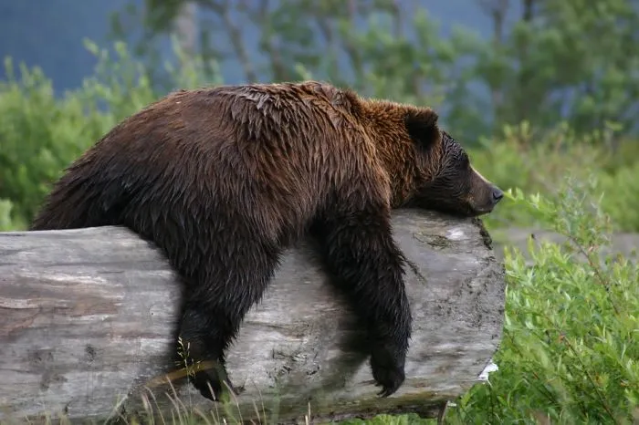 Bear