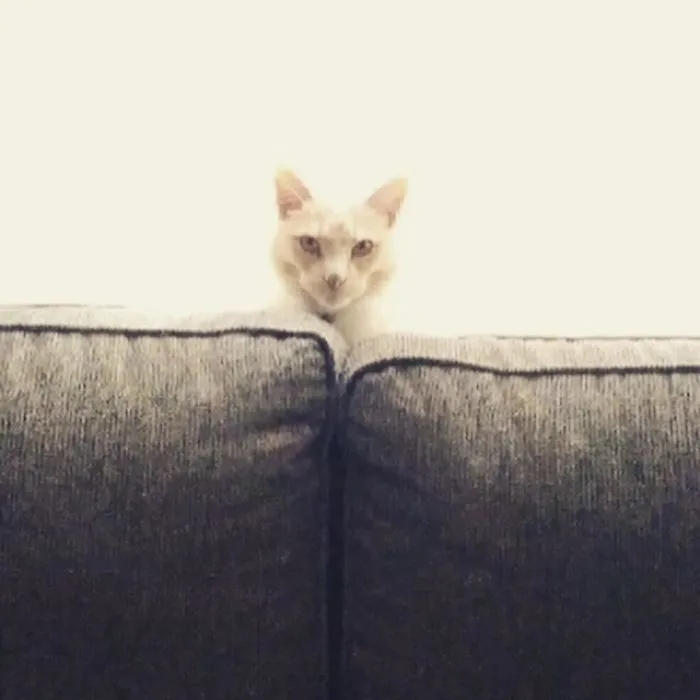 My Cat In Strange Poses