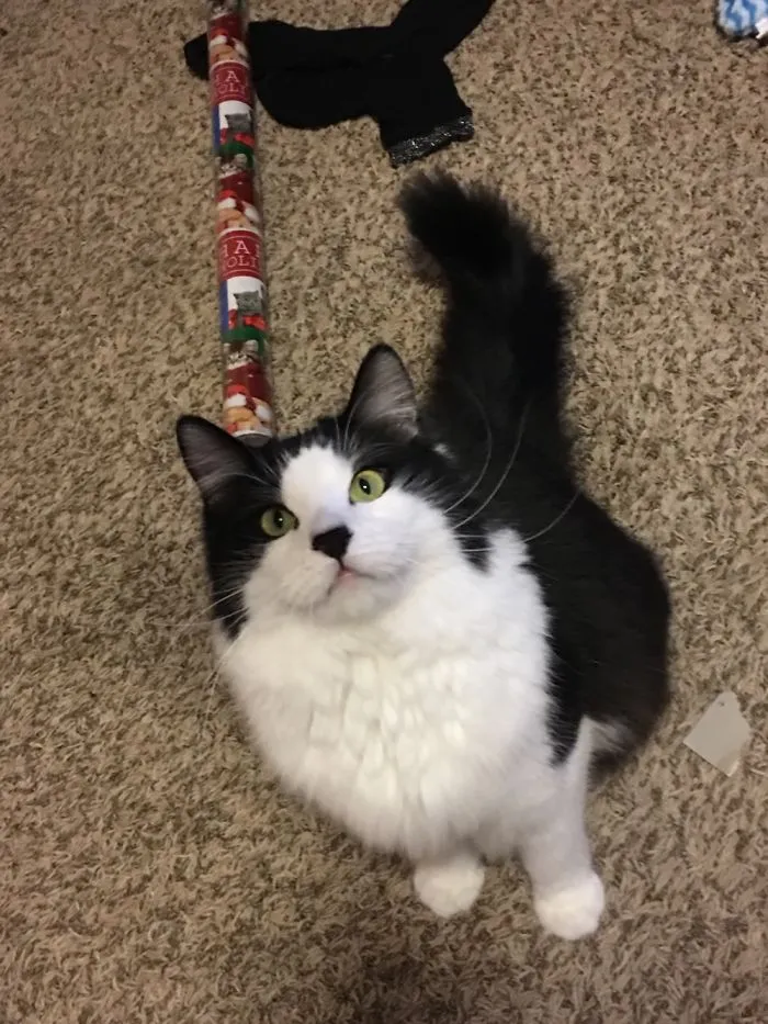 Sylvester