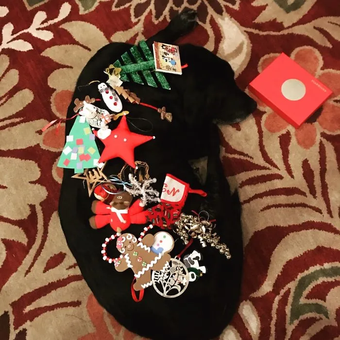 Dog Decorated For Christmas