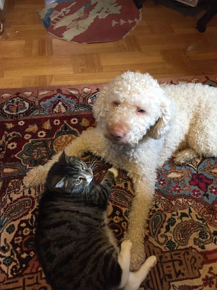 Cat &a Dog