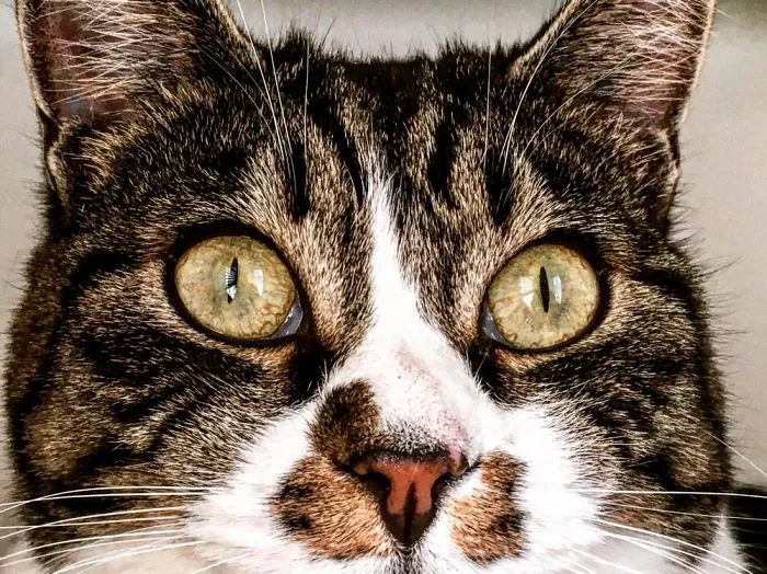 Cattitude