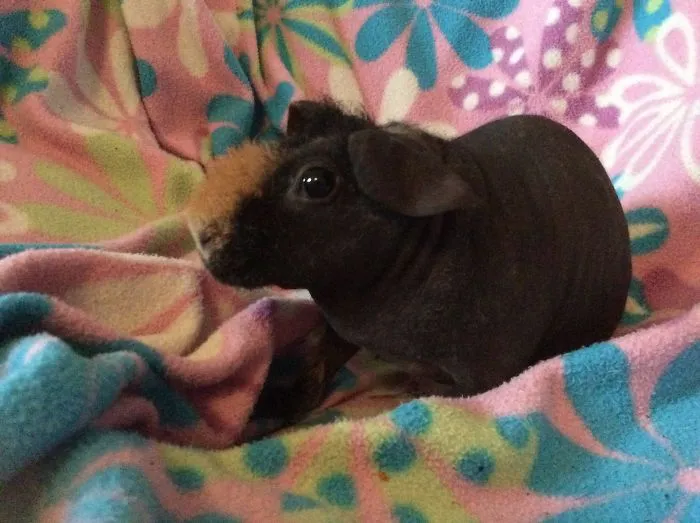 Meet Hippo