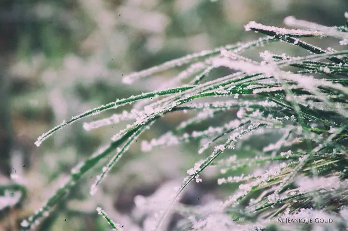 Winter Mornings