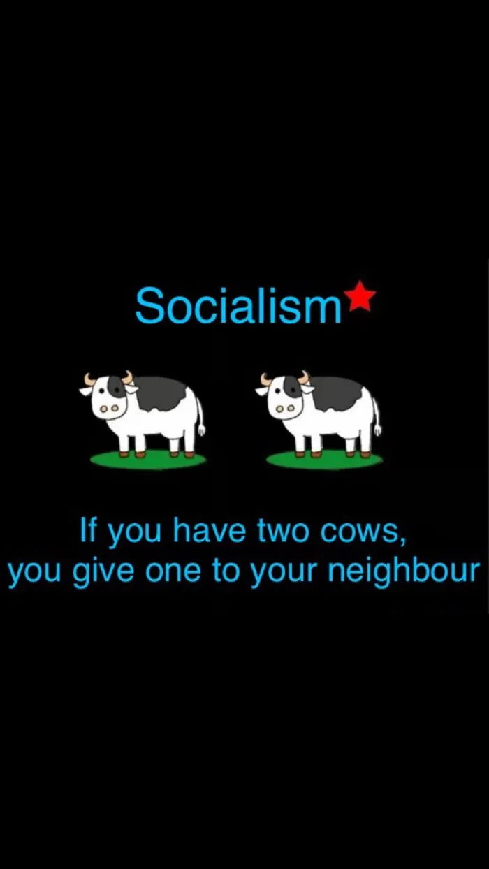 Is The Cow's Fault!