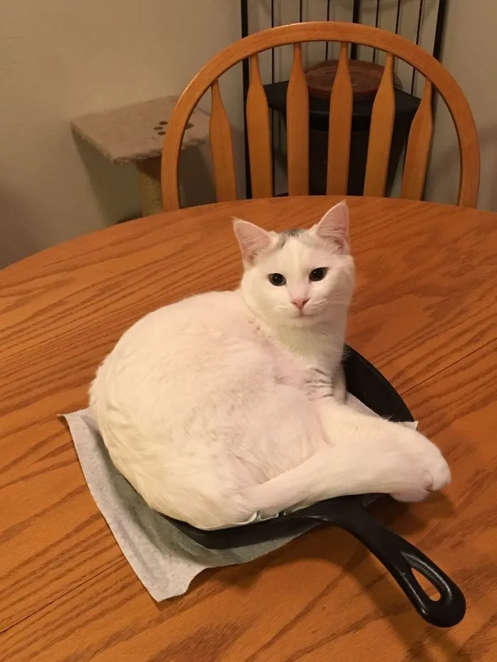 Chloe Helping Make Dinner