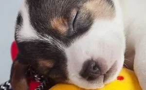 So Cute