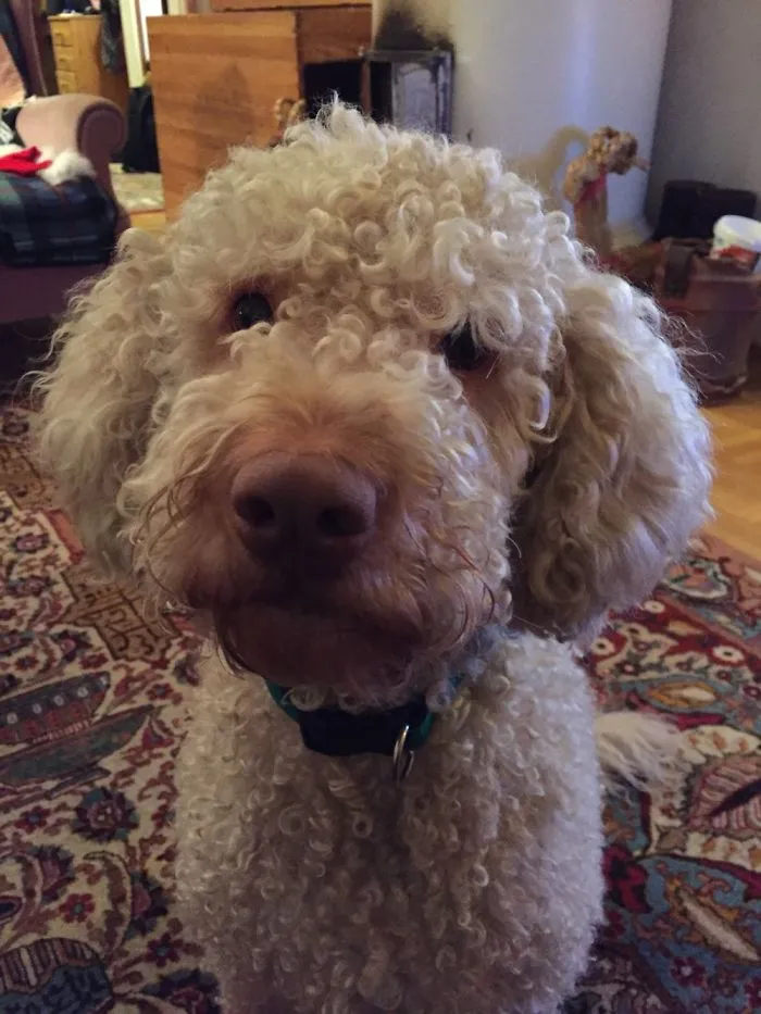 Good Boy
