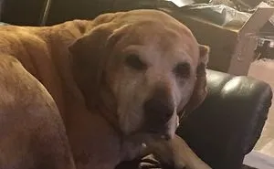 People Are Posting Pics Of Their Animals Before & After Being Called A Good Boy