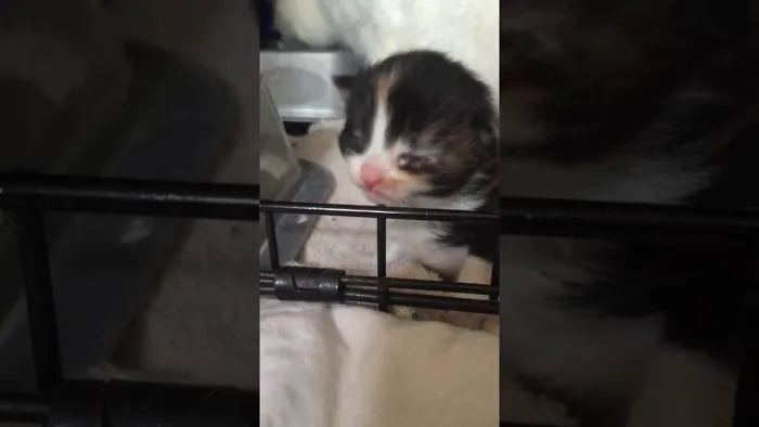 New Born Kittens Meowing