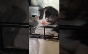 New Born Kittens Meowing