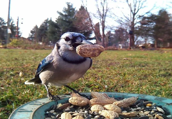 Woman Feeds Birds To Capture Stunning Close-Up Pics While They Eat