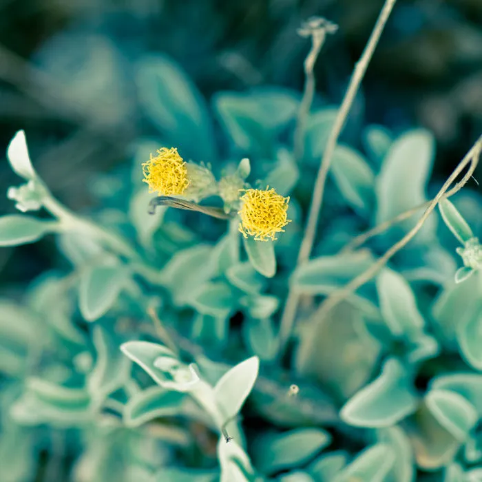 The Rare Beauty Of Flowers You've Never Seen Before, Endemic Plants Of Crete.