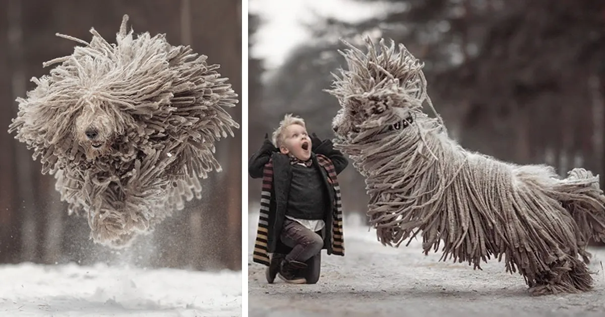 Este perro peludo gigante jugando con un niño te animará el día