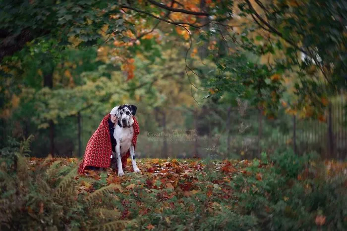 Little Kids And Their Big Dogs