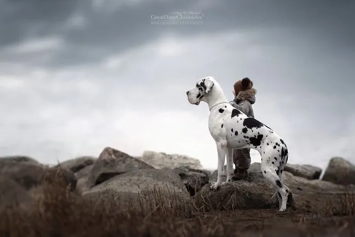 Little Kids And Their Big Dogs
