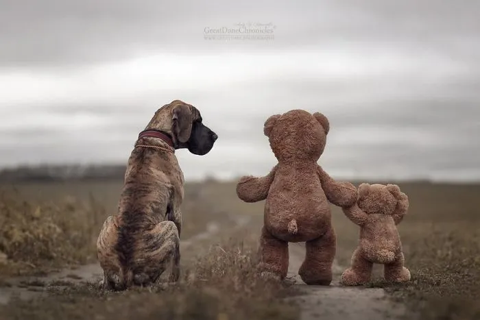 Little Kids And Their Big Dogs