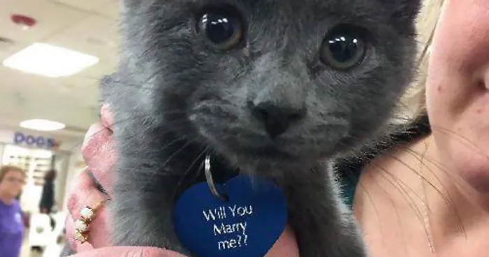 This Man Proposed To His Girlfriend With A Rescue Kitty, And It Can't Get Any Cuter