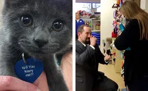 This Man Proposed To His Girlfriend With A Rescue Kitty, And It Can't Get Any Cuter