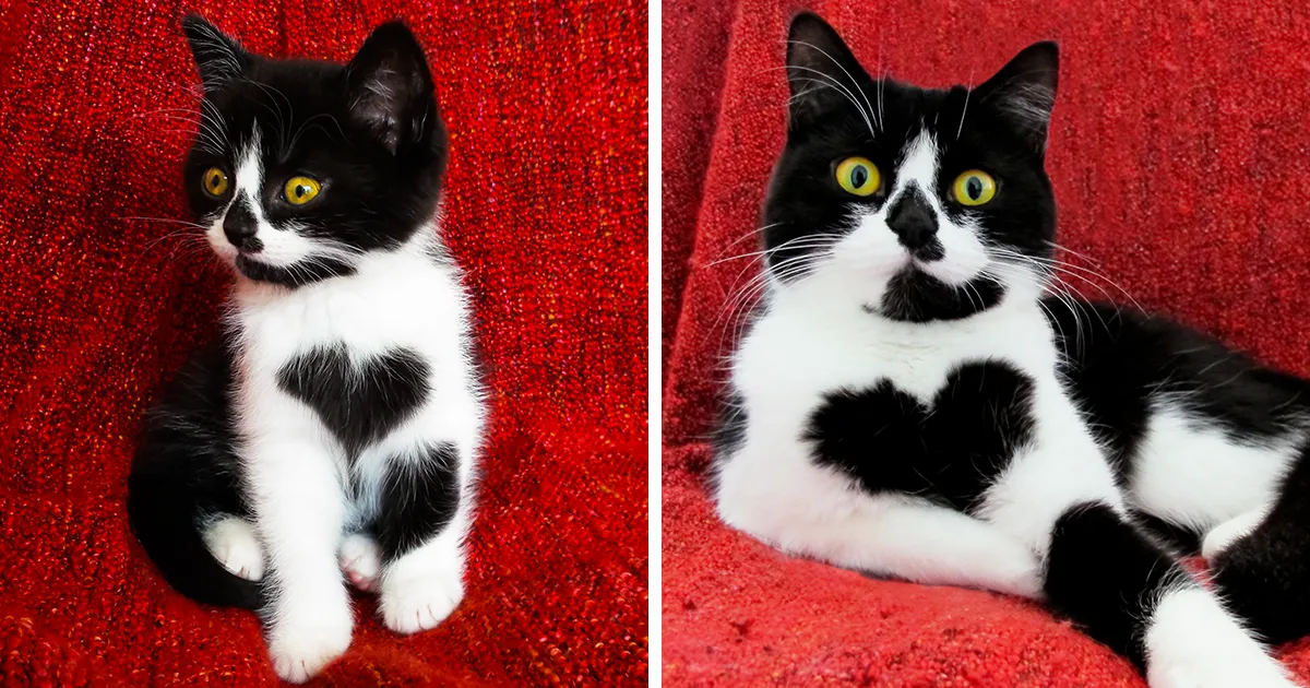 Esta es Zoë, la gata que te enseña literalmente su corazón