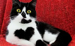 Meet Zoë, The Cat Who Literally Wears Her Heart On Her Chest