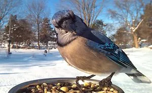 Woman Feeds Birds To Capture Stunning Close-Up Pics While They Eat