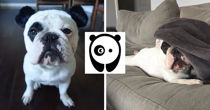 My Dog Looks Exactly Like The Bored Panda Logo