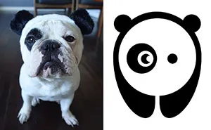 My Dog Looks Exactly Like The Bored Panda Logo