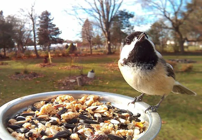 Woman Feeds Birds To Capture Stunning Close-Up Pics While They Eat