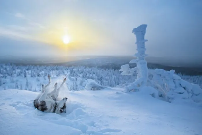 104 Reasons Why Lapland Is The Most Magical Place To Celebrate Christmas