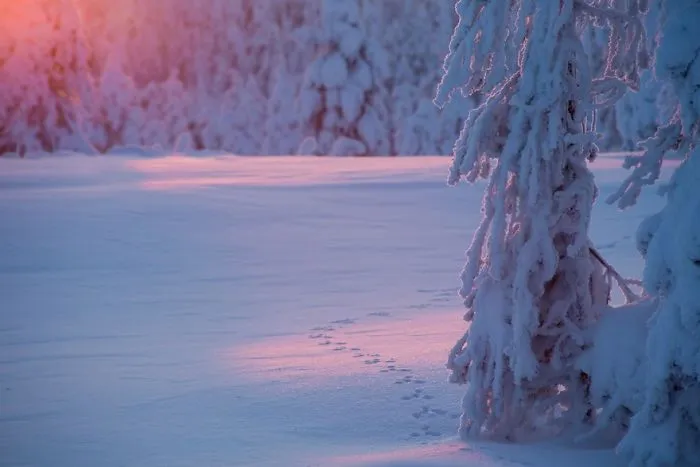 104 Reasons Why Lapland Is The Most Magical Place To Celebrate Christmas