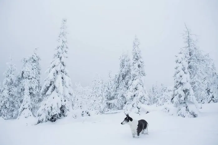 104 Reasons Why Lapland Is The Most Magical Place To Celebrate Christmas