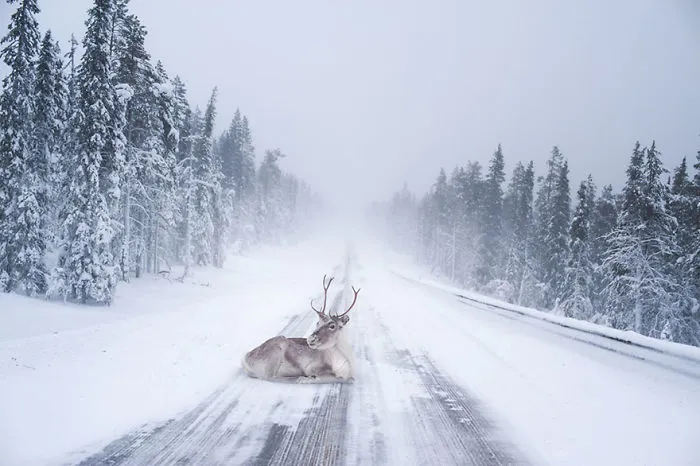104 Reasons Why Lapland Is The Most Magical Place To Celebrate Christmas