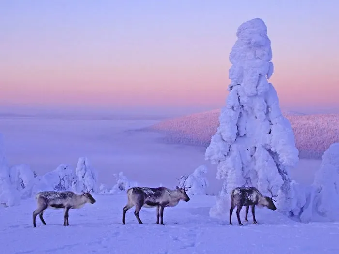 104 Reasons Why Lapland Is The Most Magical Place To Celebrate Christmas