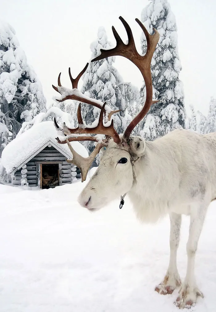 104 Reasons Why Lapland Is The Most Magical Place To Celebrate Christmas