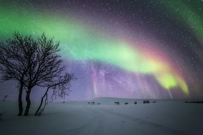 104 Reasons Why Lapland Is The Most Magical Place To Celebrate Christmas