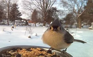 Woman Feeds Birds To Capture Stunning Close-Up Pics While They Eat