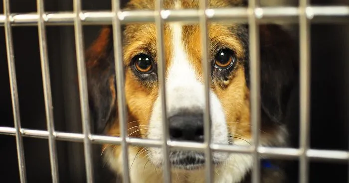 New Jersey Passes New Law That Requires Pet Stores To Sell Only Rescue Animals