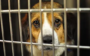 New Jersey Passes New Law That Requires Pet Stores To Sell Only Rescue Animals