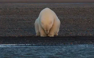 Woman Goes To Alaska To Photograph Polar Bears In Snow - But There's No Snow