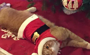 40 Genius People Who Found A Way To Protect Their Christmas Trees From Asshole Cats And Dogs