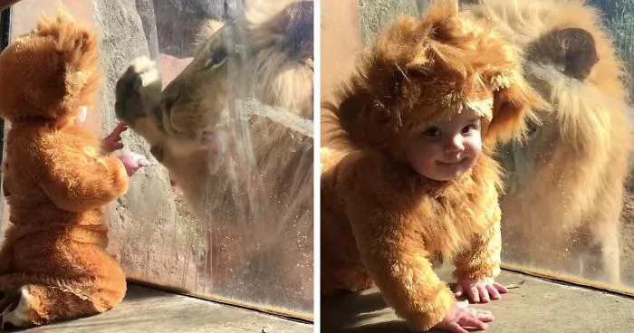 Baby Dressed Up As A Lion's Cub Meets A Real Lion, And The Big Cat Is Confused