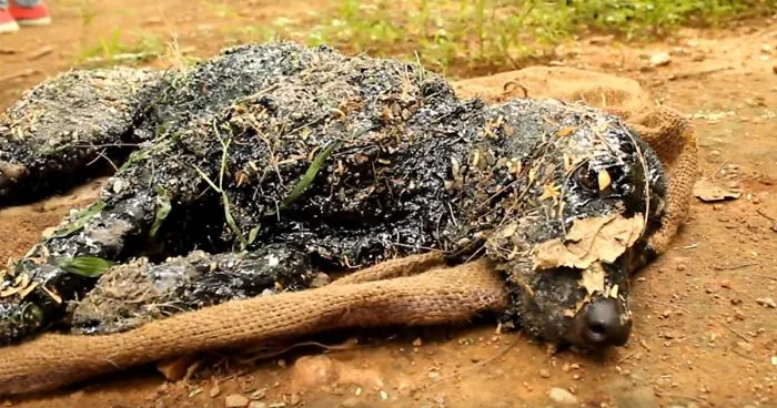 Puppy Was Left To Die After Falling Into Hot Tar, Until Miracle Happens
