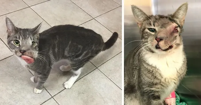 Cat With Giant Tumor Finally Gets Her Smile Back, But Now She’s Looking For Home