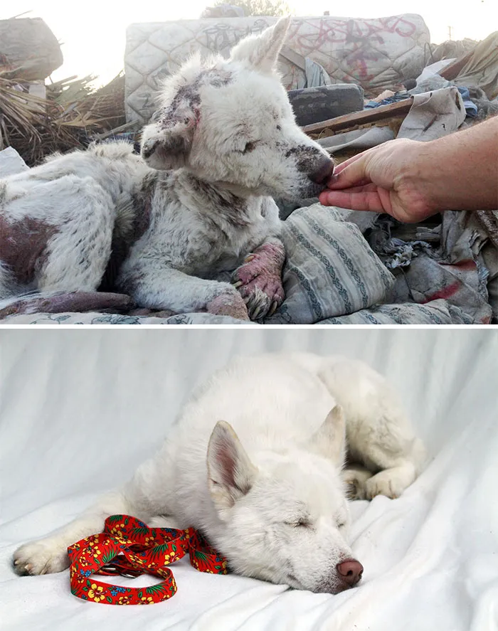 Miley Was Found Living In A Trash Pile, Severely Injured And Barely Able To Walk. Now She Is Happy And Healthy, Living In A New Home