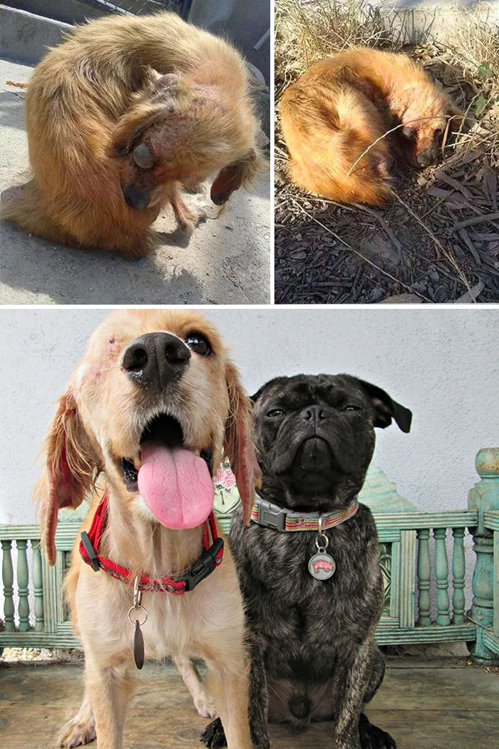 Iggy Was Found Barely Alive In Mexico With A Horrible Eye Infection. Someone Uploaded A Picture Of Him To Facebook. People Were Touched And Donated Money To Transport The Guy Into The U.S. And Treat His Injury